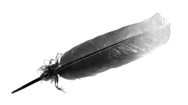 siyah kuş tüyü izole