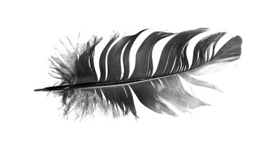 siyah kuş tüyü izole