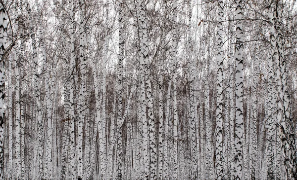Fond de forêt de bouleau d'hiver — Photo