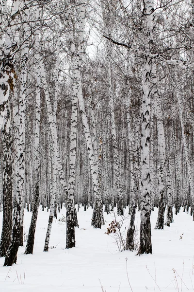 Zimní březová lesní pozadí — Stock fotografie