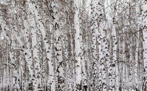 겨울 자작나무 숲 배경 — 스톡 사진