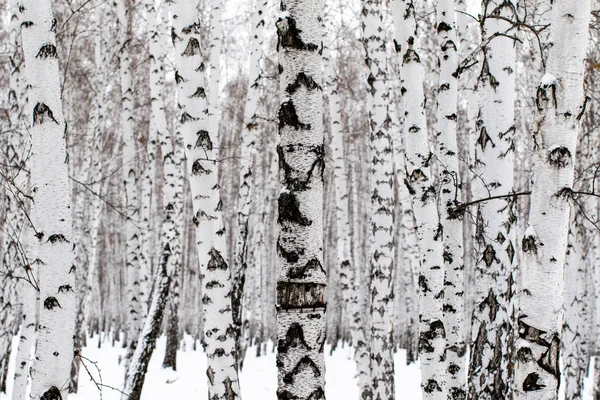 Invierno bosque de abedul fondo —  Fotos de Stock