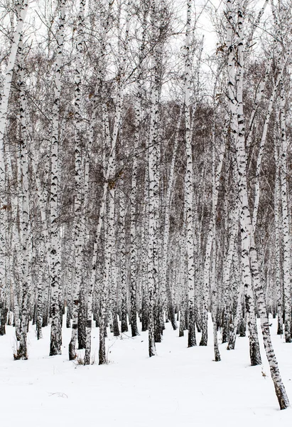Winter birch forest background — Stock Photo, Image