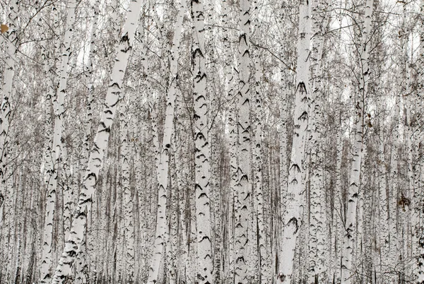 Zima na tle lasu brzoza — Zdjęcie stockowe