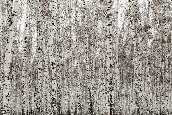 Fond de forêt de bouleau d'hiver — Photo