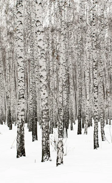 Winter birch forest background — Stock Photo, Image