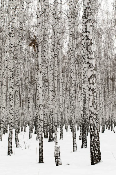 Winter birch forest background — Stock Photo, Image