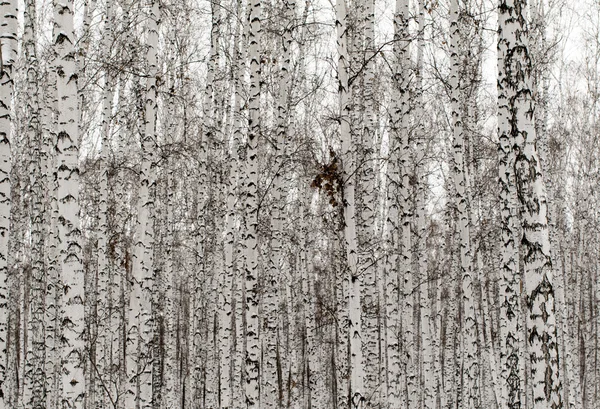 Fond de forêt de bouleau d'hiver — Photo