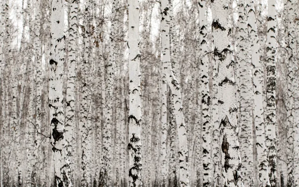 Invierno bosque de abedul fondo —  Fotos de Stock