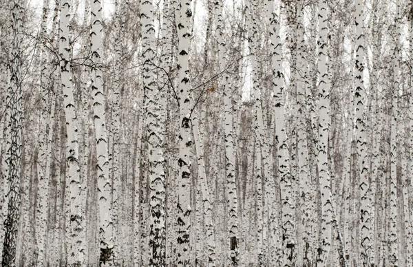 Téli nyír erdő háttér — Stock Fotó