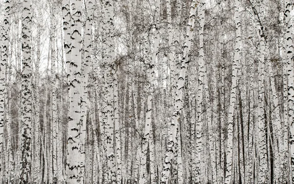 冬の白樺の森の背景 — ストック写真