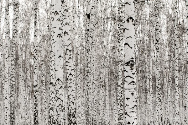 Winter birch forest background — Stock Photo, Image