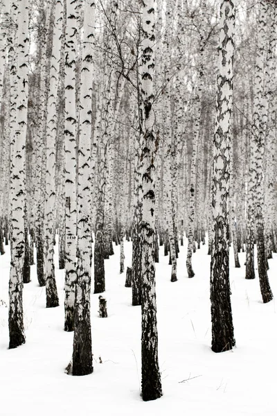 Winter birch forest background — Stock Photo, Image