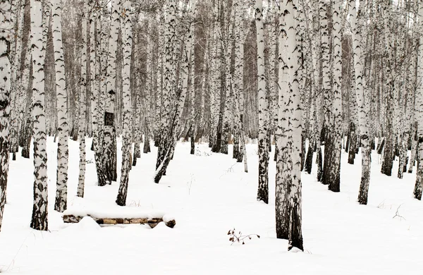 Winter birch forest background — Stock Photo, Image