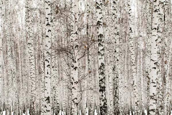 冬季桦树森林背景 — 图库照片
