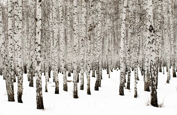 Winter birch forest background — Stock Photo, Image