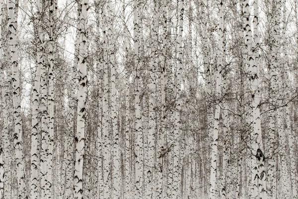 Inverno vidoeiro floresta fundo — Fotografia de Stock