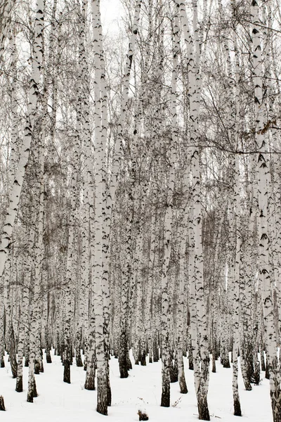 Winter birch forest background — Stock Photo, Image