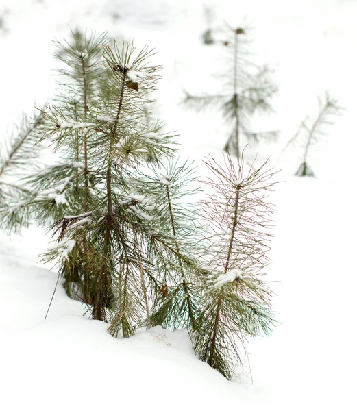 Junge Kiefer im Schnee. — Stockfoto