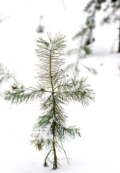 Pino giovane nella neve . — Foto Stock