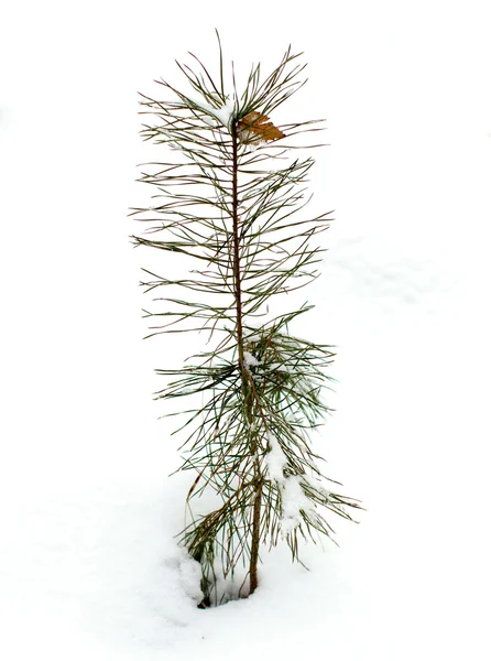 Jonge pine in sneeuw. — Stockfoto