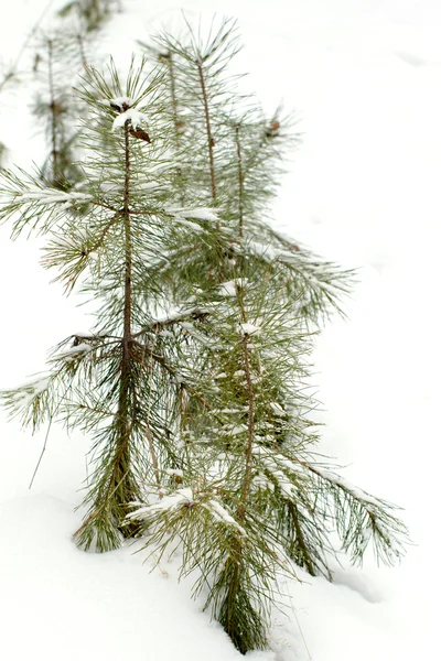 Pinheiro jovem na neve . — Fotografia de Stock