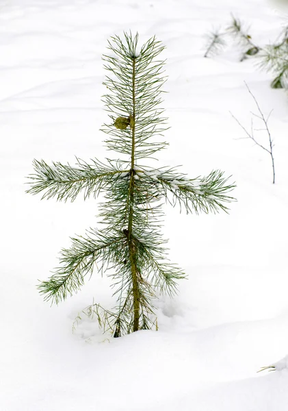 Mladí borovice ve sněhu. — Stock fotografie