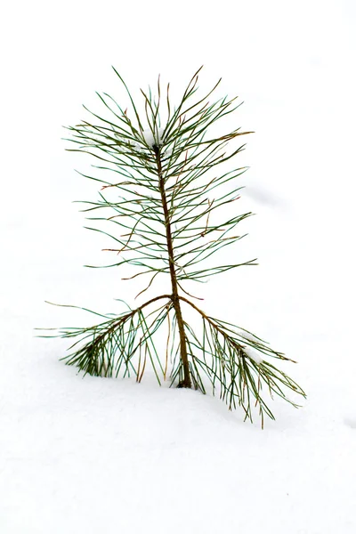 Jonge pine in sneeuw. — Stockfoto