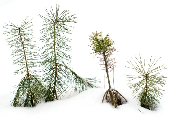 Jonge pine in sneeuw. — Stockfoto