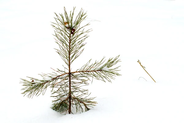 Jonge pine in sneeuw. — Stockfoto