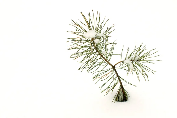Young pine in snow. — Stock Photo, Image