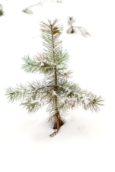 Jonge pine in sneeuw. — Stockfoto