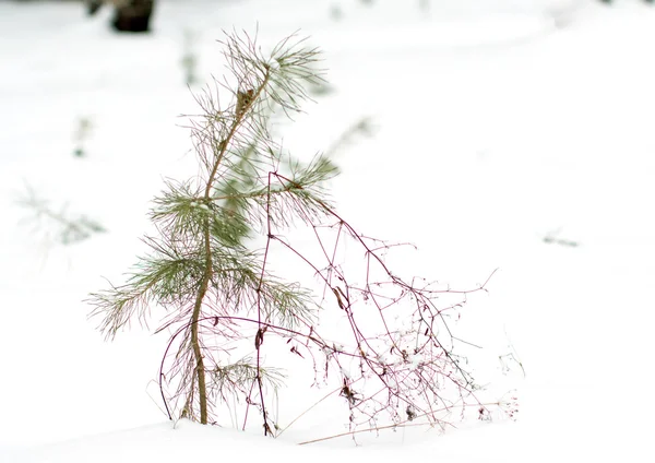 Junge Kiefer im Schnee. — Stockfoto