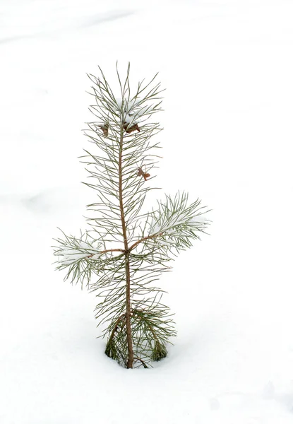 Pino giovane nella neve . — Foto Stock