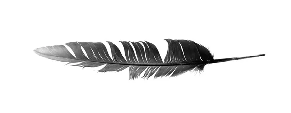 Black bird feather isolated — Stock Photo, Image