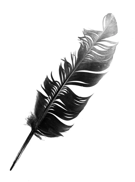 Plume d'oiseau noir isolé — Photo