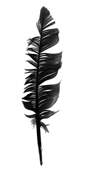 Black bird feather isolated — Stock Photo, Image