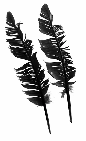 Pióro ptak czarny na białym tle — Zdjęcie stockowe