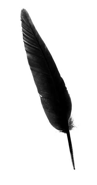 Plume d'oiseau noir isolé — Photo