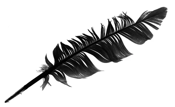 Black bird feather isolated — Stock Photo, Image