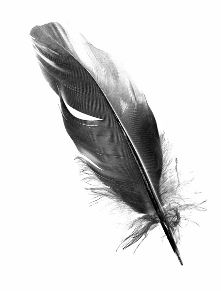 Black bird feather isolated — Stock Photo, Image