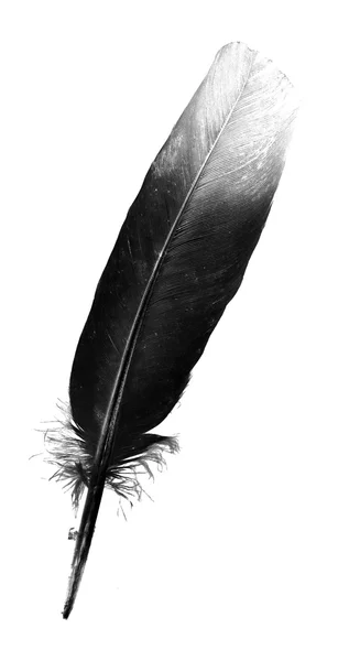 Černý pták pírko, samostatný — Stock fotografie