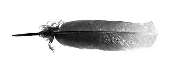 Черное птичье перо изолировано — стоковое фото