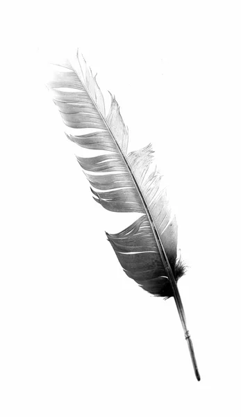 Plume d'oiseau noir isolé — Photo