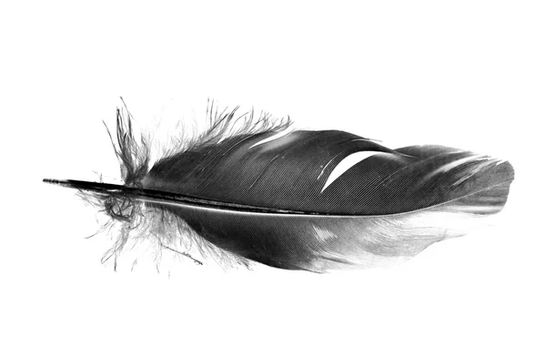 Black bird feather isolated — Stock Photo, Image