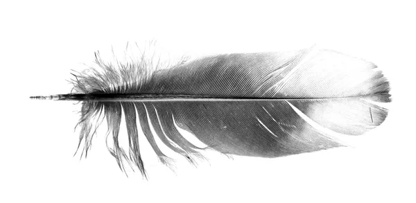 Fekete madár toll elszigetelt — Stock Fotó