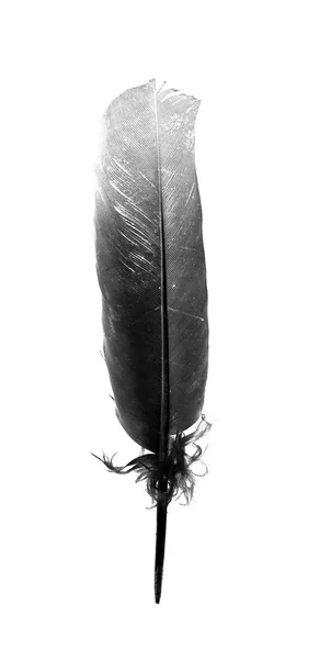Pióro ptak czarny na białym tle — Zdjęcie stockowe