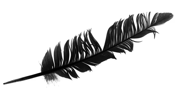 Black bird feather isolated — Stock Photo, Image