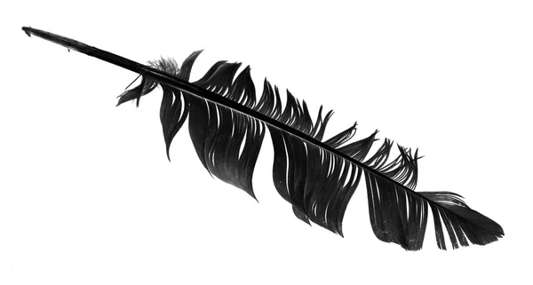 Black bird feather isolated — Stock Photo, Image