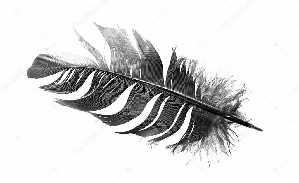 black bird feather isolated